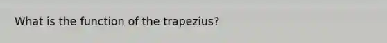 What is the function of the trapezius?