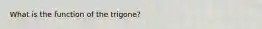 What is the function of the trigone?