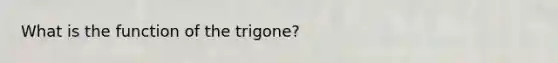 What is the function of the trigone?