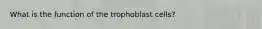 What is the function of the trophoblast cells?