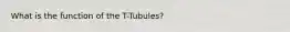 What is the function of the T-Tubules?