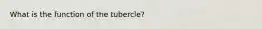 What is the function of the tubercle?