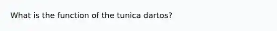 What is the function of the tunica dartos?