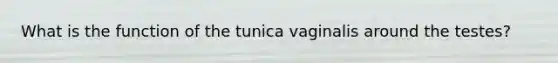 What is the function of the tunica vaginalis around the testes?