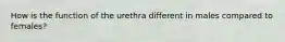 How is the function of the urethra different in males compared to females?