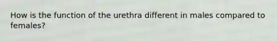 How is the function of the urethra different in males compared to females?