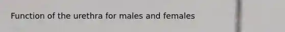 Function of the urethra for males and females