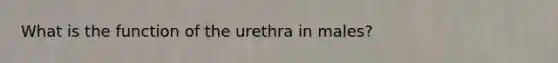 What is the function of the urethra in males?