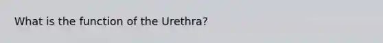 What is the function of the Urethra?