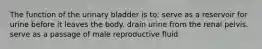 The function of the urinary bladder is to: serve as a reservoir for urine before it leaves the body. drain urine from the renal pelvis. serve as a passage of male reproductive fluid