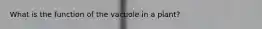 What is the function of the vacuole in a plant?