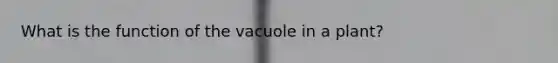 What is the function of the vacuole in a plant?