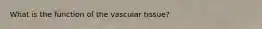 What is the function of the vascular tissue?