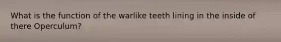 What is the function of the warlike teeth lining in the inside of there Operculum?