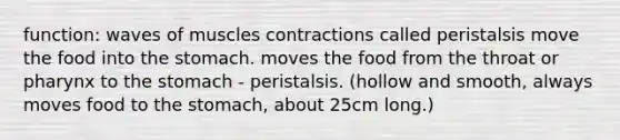 function: waves of muscles contractions called peristalsis move the food into the stomach. moves the food from the throat or pharynx to the stomach - peristalsis. (hollow and smooth, always moves food to the stomach, about 25cm long.)