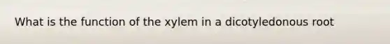 What is the function of the xylem in a dicotyledonous root