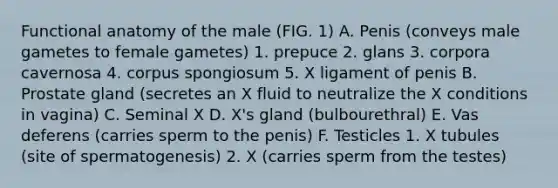 Functional anatomy of the male (FIG. 1) A. Penis (conveys male gametes to female gametes) 1. prepuce 2. glans 3. corpora cavernosa 4. corpus spongiosum 5. X ligament of penis B. Prostate gland (secretes an X fluid to neutralize the X conditions in vagina) C. Seminal X D. X's gland (bulbourethral) E. Vas deferens (carries sperm to the penis) F. Testicles 1. X tubules (site of spermatogenesis) 2. X (carries sperm from the testes)