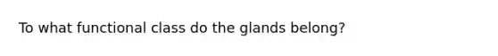 To what functional class do the glands belong?