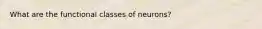 What are the functional classes of neurons?