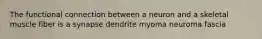 The functional connection between a neuron and a skeletal muscle fiber is a synapse dendrite myoma neuroma fascia