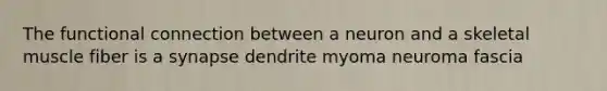The functional connection between a neuron and a skeletal muscle fiber is a synapse dendrite myoma neuroma fascia