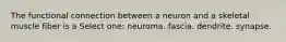 The functional connection between a neuron and a skeletal muscle fiber is a Select one: neuroma. fascia. dendrite. synapse.