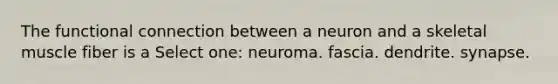 The functional connection between a neuron and a skeletal muscle fiber is a Select one: neuroma. fascia. dendrite. synapse.