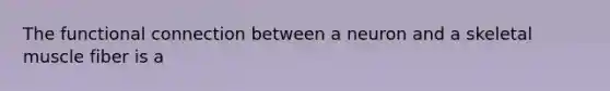 The functional connection between a neuron and a skeletal muscle fiber is a