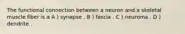 The functional connection between a neuron and a skeletal muscle fiber is a A ) synapse . B ) fascia . C ) neuroma . D ) dendrite .