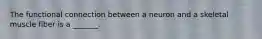 The functional connection between a neuron and a skeletal muscle fiber is a _______.