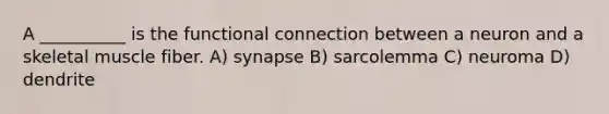 A __________ is the functional connection between a neuron and a skeletal muscle fiber. A) synapse B) sarcolemma C) neuroma D) dendrite