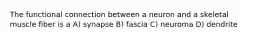 The functional connection between a neuron and a skeletal muscle fiber is a A) synapse B) fascia C) neuroma D) dendrite