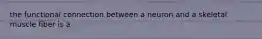 the functional connection between a neuron and a skeletal muscle fiber is a