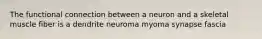 The functional connection between a neuron and a skeletal muscle fiber is a dendrite neuroma myoma synapse fascia