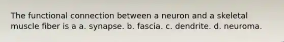 The functional connection between a neuron and a skeletal muscle fiber is a a. synapse. b. fascia. c. dendrite. d. neuroma.