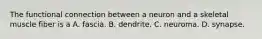 The functional connection between a neuron and a skeletal muscle fiber is a A. fascia. B. dendrite. C. neuroma. D. synapse.