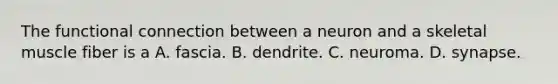 The functional connection between a neuron and a skeletal muscle fiber is a A. fascia. B. dendrite. C. neuroma. D. synapse.