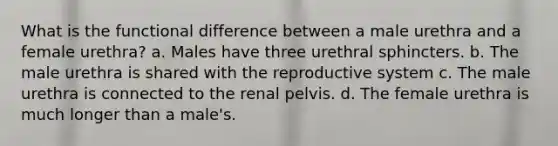 What is the functional difference between a male urethra and a female urethra? a. Males have three urethral sphincters. b. The male urethra is shared with the reproductive system c. The male urethra is connected to the renal pelvis. d. The female urethra is much longer than a male's.