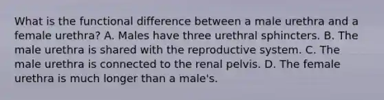 What is the functional difference between a male urethra and a female urethra? A. Males have three urethral sphincters. B. The male urethra is shared with the reproductive system. C. The male urethra is connected to the renal pelvis. D. The female urethra is much longer than a male's.