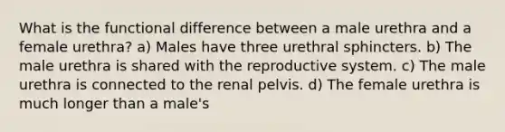 What is the functional difference between a male urethra and a female urethra? a) Males have three urethral sphincters. b) The male urethra is shared with the reproductive system. c) The male urethra is connected to the renal pelvis. d) The female urethra is much longer than a male's