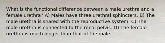 What is the functional difference between a male urethra and a female urethra? A) Males have three urethral sphincters. B) The male urethra is shared with the reproductive system. C) The male urethra is connected to the renal pelvis. D) The female urethra is much longer than that of the male.