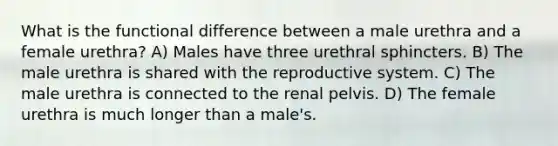 What is the functional difference between a male urethra and a female urethra? A) Males have three urethral sphincters. B) The male urethra is shared with the reproductive system. C) The male urethra is connected to the renal pelvis. D) The female urethra is much longer than a male's.