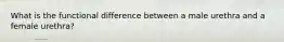 What is the functional difference between a male urethra and a female urethra?