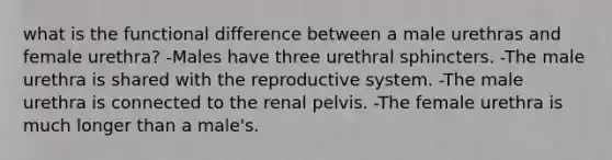 what is the functional difference between a male urethras and female urethra? -Males have three urethral sphincters. -The male urethra is shared with the reproductive system. -The male urethra is connected to the renal pelvis. -The female urethra is much longer than a male's.