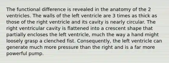 The functional difference is revealed in the anatomy of the 2 ventricles. The walls of the left ventricle are 3 times as thick as those of the right ventricle and its cavity is nearly circular. The right ventricular cavity is flattened into a crescent shape that partially encloses the left ventricle, much the way a hand might loosely grasp a clenched fist. Consequently, the left ventricle can generate much more pressure than the right and is a far more powerful pump.