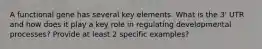 A functional gene has several key elements. What is the 3' UTR and how does it play a key role in regulating developmental processes? Provide at least 2 specific examples?