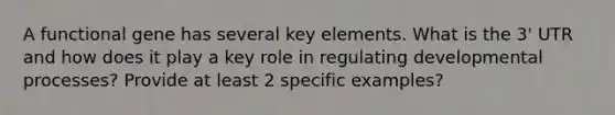 A functional gene has several key elements. What is the 3' UTR and how does it play a key role in regulating developmental processes? Provide at least 2 specific examples?