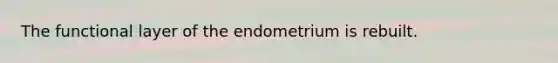 The functional layer of the endometrium is rebuilt.