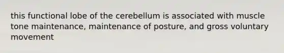 this functional lobe of the cerebellum is associated with muscle tone maintenance, maintenance of posture, and gross voluntary movement