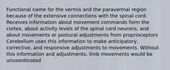 Functional name for the vermis and the paravermal region because of the extensive connections with the spinal cord. Receives information about movement commands form the cortex, about activity levels of the spinal cord neurons, and about movements or postural adjustments from proprioceptors Cerebellum uses this information to make anticipatory, corrective, and responsive adjustments to movements. Without this information and adjustments, limb movements would be uncoordinated